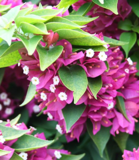 Bougainvillea 'Mini Thai'